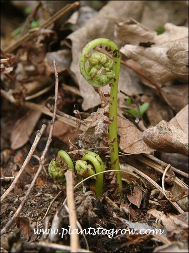 Lady Fern (Athyrium filix-femina)
The fiddle head just breaking the ground in the spring